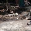 A huge monitor lizard I spotted towards the end of Bamboo Island