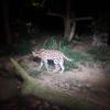 The clouded leopard was difficult to spot, but waiting long enough paid off
