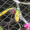 Toucans lose the color in their beaks when they aren't fed properly, so the Toucan Rescue Ranch takes them in and makes sure they are taken good care of and regain all their beautiful colors