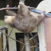 Sloths have very strong abdominal muscles, and actually lock their arm muscles in place so they don't fall out of trees while they're sleeping