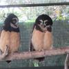 This owl is called the spectacled owl because it looks like it's wearing reading glasses