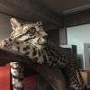 The biology collections in Costa Rica are very different than at the University of Kansas- there are no jungle cats where I'm from!