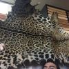 The biology collections also contain animals and furs taken from people who had them illegally, so they can be used for education and research