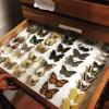 Butterflies and birds are stored in the "dry" collection, whereas amphibians, reptiles and fish are part of the "wet" collection