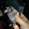 You can tell this bat pollinates flowers because of its long mouth, kind of like a hummingbird's beak 