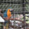 Macaws are tropical birds that exist in a variety of vivid colors