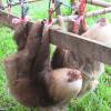 These orphaned sloths don't have a mother to cling onto, so they spend a lot of time cuddling with one another