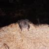 I can tell this bat is a fruitivore, or fruit-eater, because it belongs to the family with leaf-shaped noses 