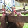 Hibiscus flowers are a delicious treat to sloths