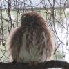 The pygmy owl, one of my favorite, tiny birds