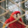 The scarlet macaw is perhaps the most famous of these birds