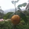 After eating spicy peppers, it was so refreshing to pull oranges down from the trees to eat