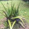 The farm also had super cool plants that can be used as medicine, like the Aloe vera plant which can make sunburns feel better