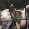 Instead of throwing food away, they give it to the pigs! 