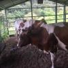 In responsible farms like this one, they constantly change the pasture where the cows can graze so that one spot doesn't get too tired
