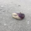 I saw many crab claws, but no crabs