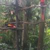 A couple of scarlet macaws 
