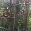 A couple of scarlet macaws 