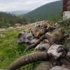 Some animal horns on a mountain in Mongolia