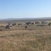 And plenty of goats! Most of the people in Kharkhorin herd animals. 