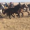 Have you ever been this close to a galloping herd of horses?