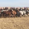 Did I mention that Mongolia has more horses than people? This event in Khentii was to celebrate the Mongolian people's relationship to their horses. 