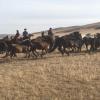 Herders keep the horses moving by guiding them with lassos. 