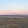 A caravan of camels against the sunset. 