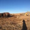 We stayed with a family of camel herders. Here is their ger and several of the camels they raise and take care of. 