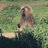 Gelada Baboon