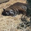 Sumatran Tiger