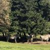 Grevy's Zebra