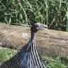 Great Argus Pheasant