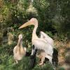 Eastern White Pelican