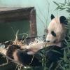 Giant Panda