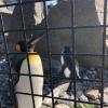 King Penguin