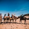 Riding the adult camels