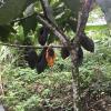 This is what an cacao tree looks like when the crops are worn-out