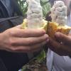 Here's a close look at the famous cacao plant of Ecuador!