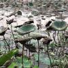 The plants are growing out of the water