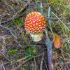 Some mushrooms are toxic, like this beautiful toadstool Amanita muscaria