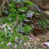 In order for mushrooms to grow, the forests have to be damp and mossy