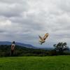 A bird show at Kreuzenstein Castle. What type of bird is this?