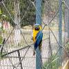 A rescued parrot at the sanctuary