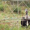 Andean condors like this one can weigh up to 33 pounds 