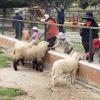 Children feed the sheep at the Mallasa animal sanctuary 