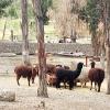 A group of alpacas