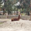 Can you spot the difference between an alpaca, like this, and a llama? 
