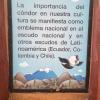 This sign explains the significance of the Andean condor in Bolivia and other Latin American countries