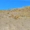 A herd of vicuñas, animals related to llamas and camels, grazes in the Atacama Desert